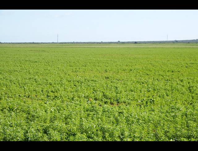 603HA FARM FOR SALE IN HOPEFIELD RURAL